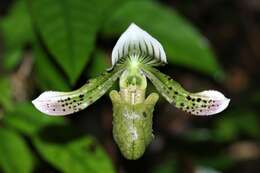 Image of Paphiopedilum schoseri Braem & H. Mohr