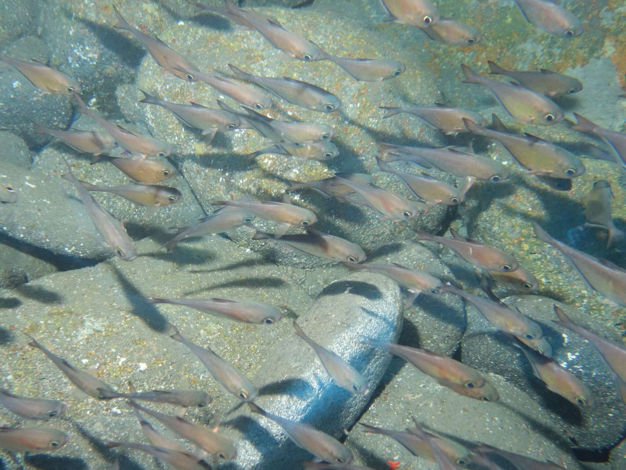 Imagem de Pempheris adusta Bleeker 1877