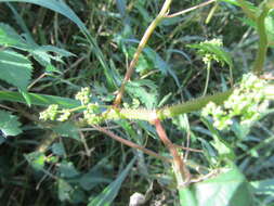 Image of River nettle