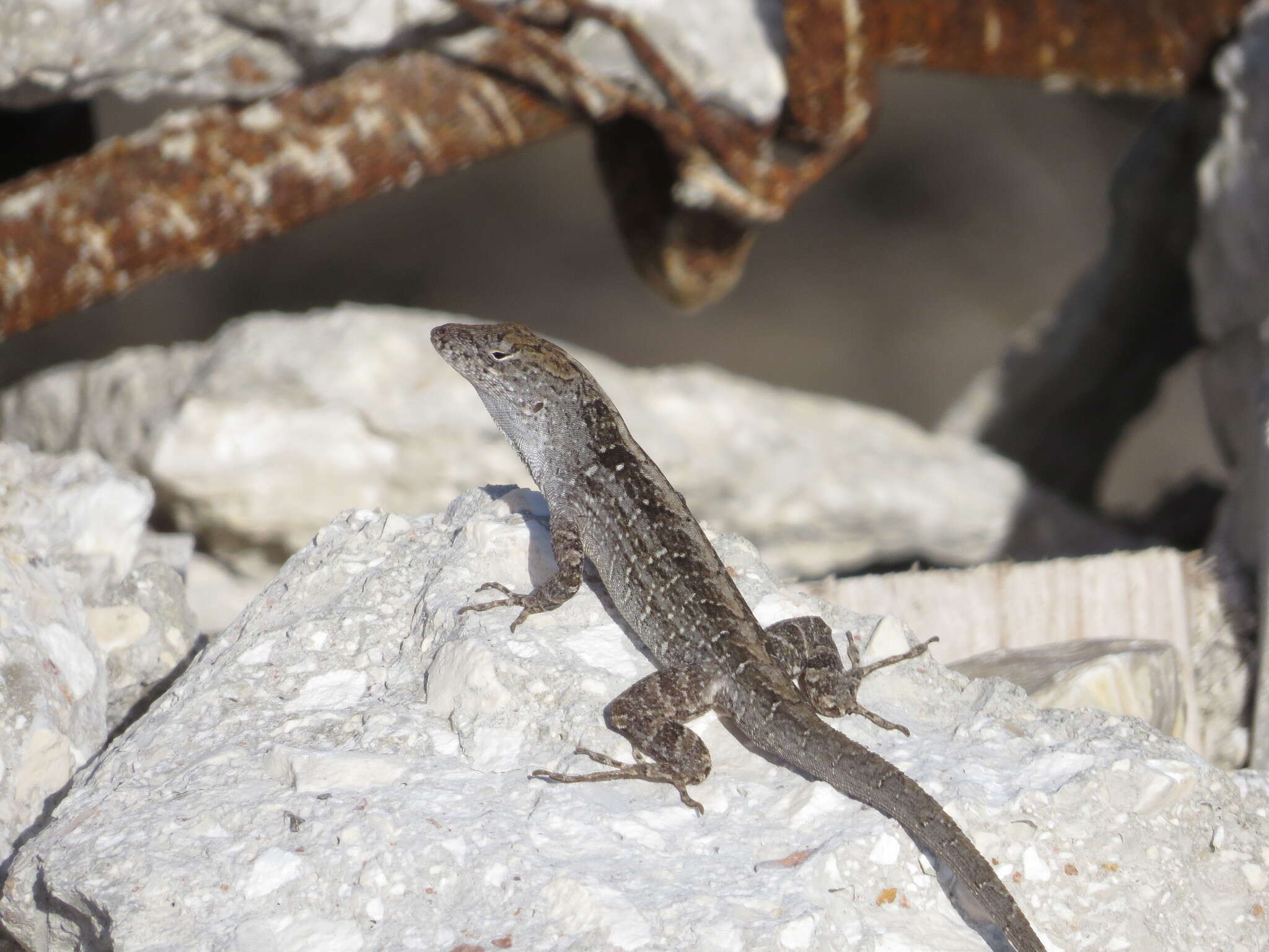 Image of brown anole