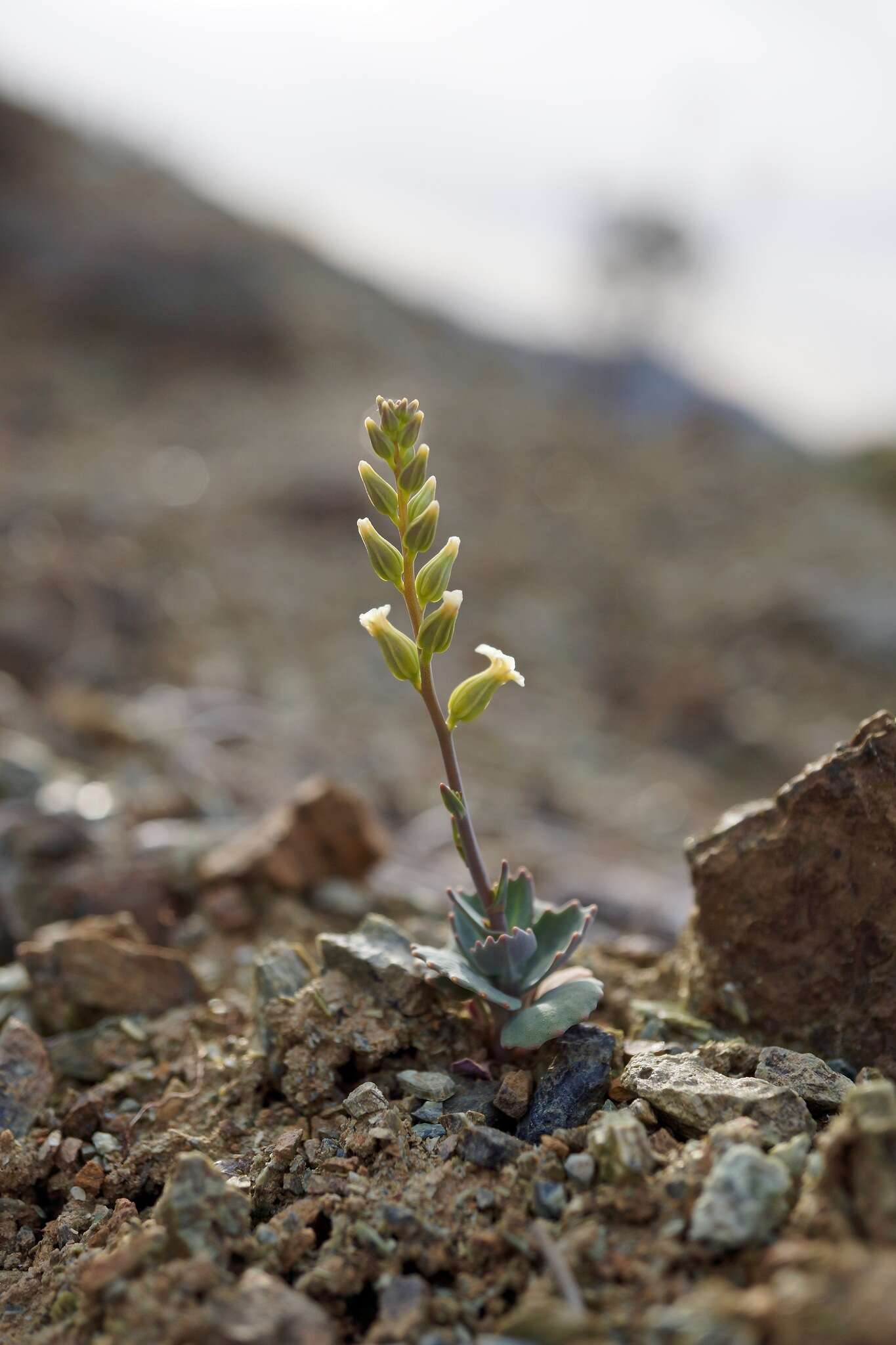 Image of early jewelflower