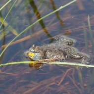 Image of Fire-bellied Toad