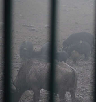 Image of Giant Forest Hogs