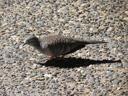 Image of Peaceful Dove