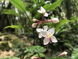 Image of Bredia hirsuta var. scandens Ito & Matsum.