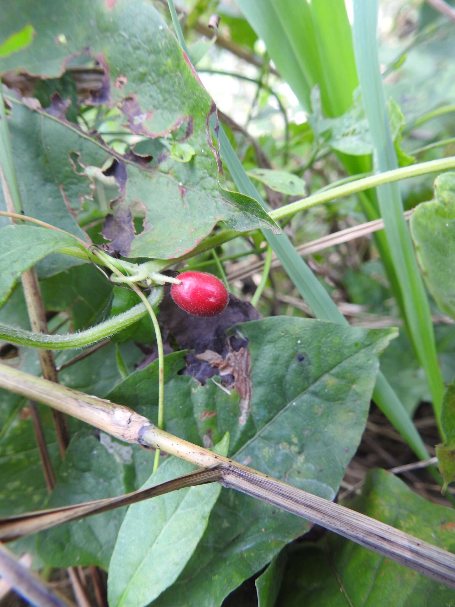 صورة Cayaponia quinqueloba (Rafin.) Shinners