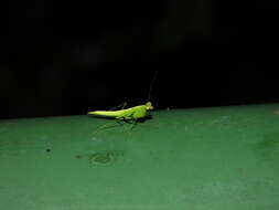 صورة Tropidomantis (Tropidomantis) tenera (Stal 1858)