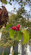 Image of batoko plum