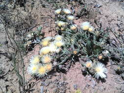 Image of Mesembryanthemum grossum (Soland.)