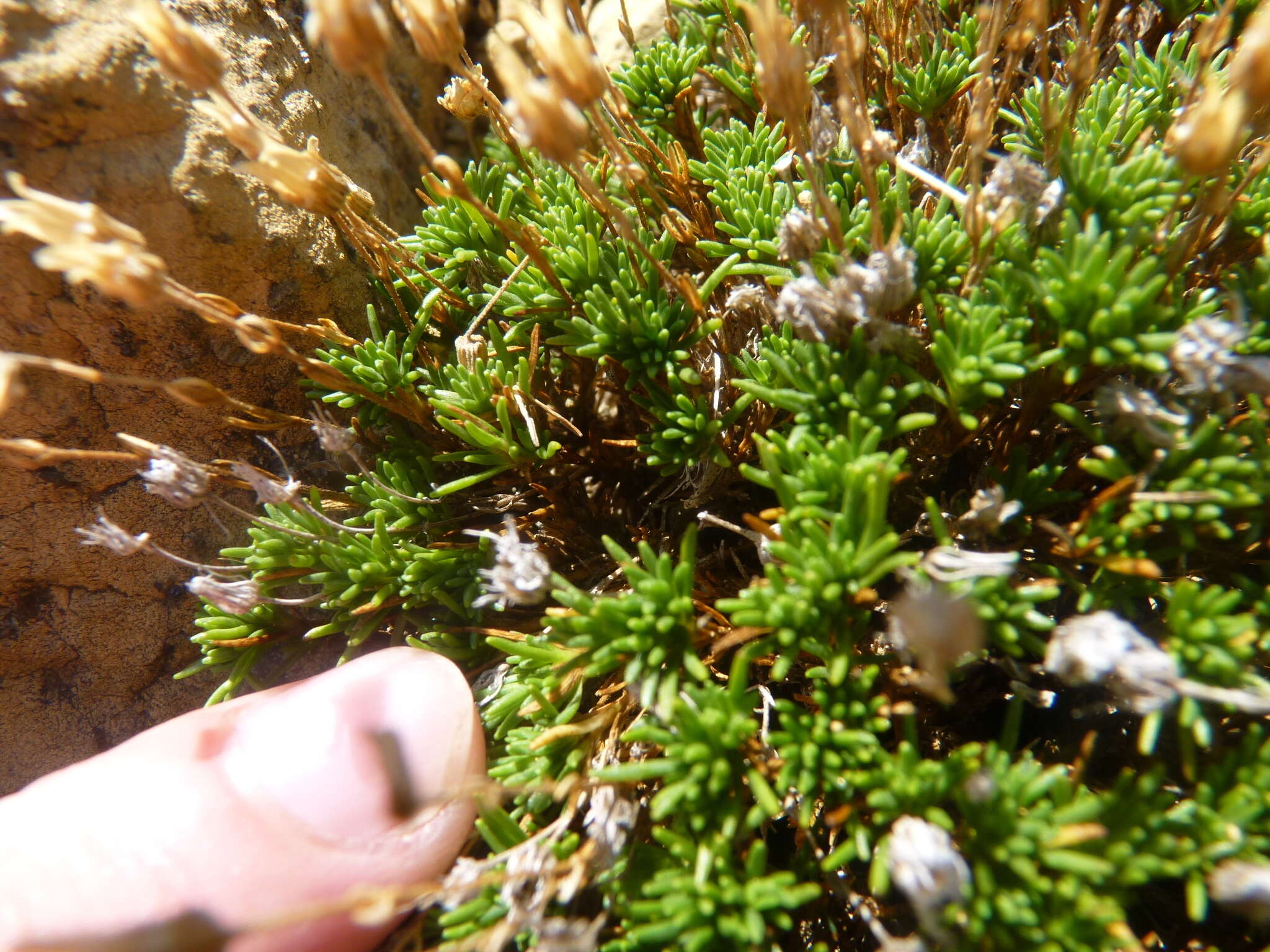 Sivun Cherleria marcescens (Fernald) A. J. Moore & Dillenb. kuva