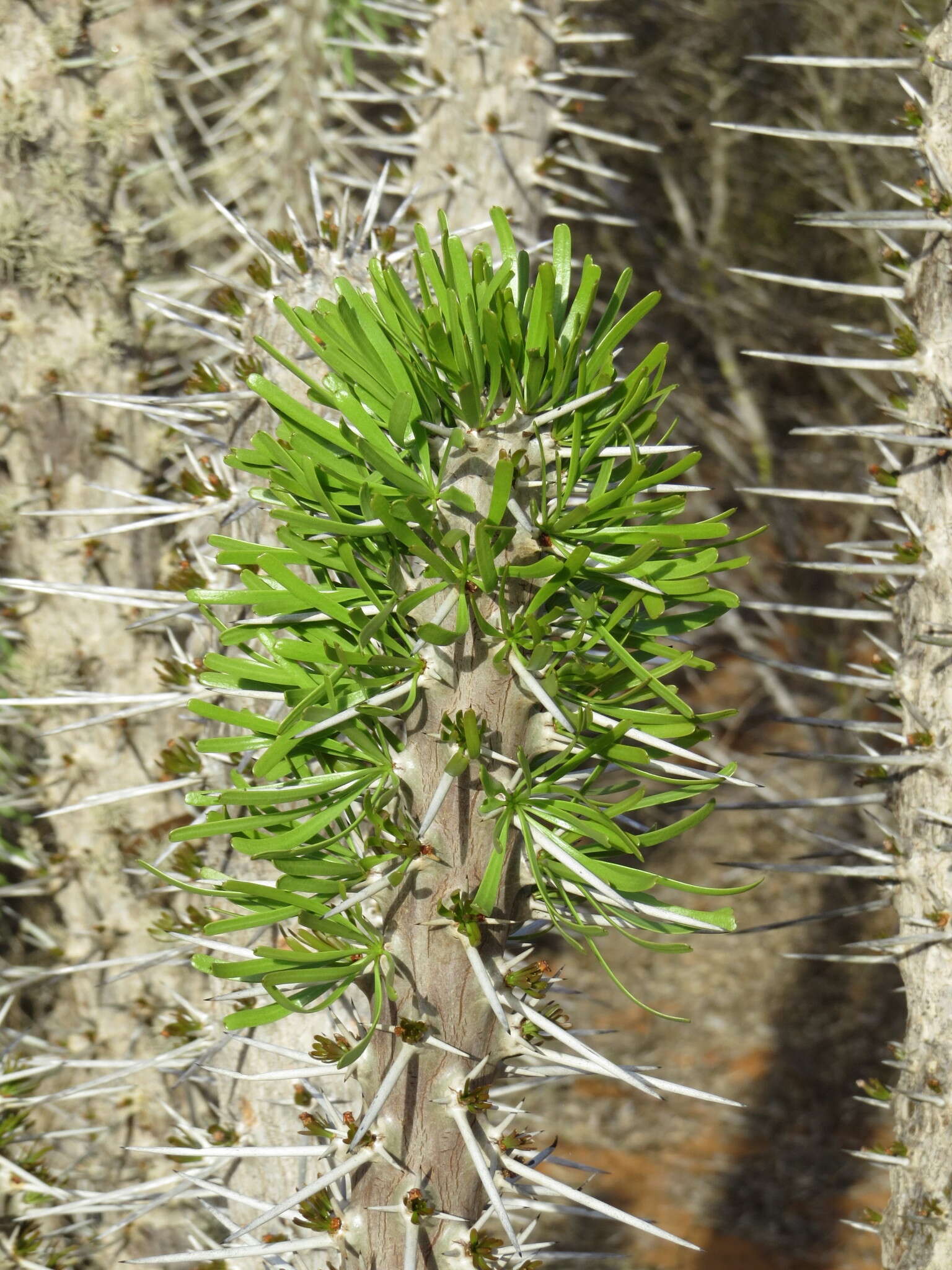 Sivun Didierea madagascariensis Baill. kuva