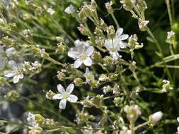 Image of fescue sandwort