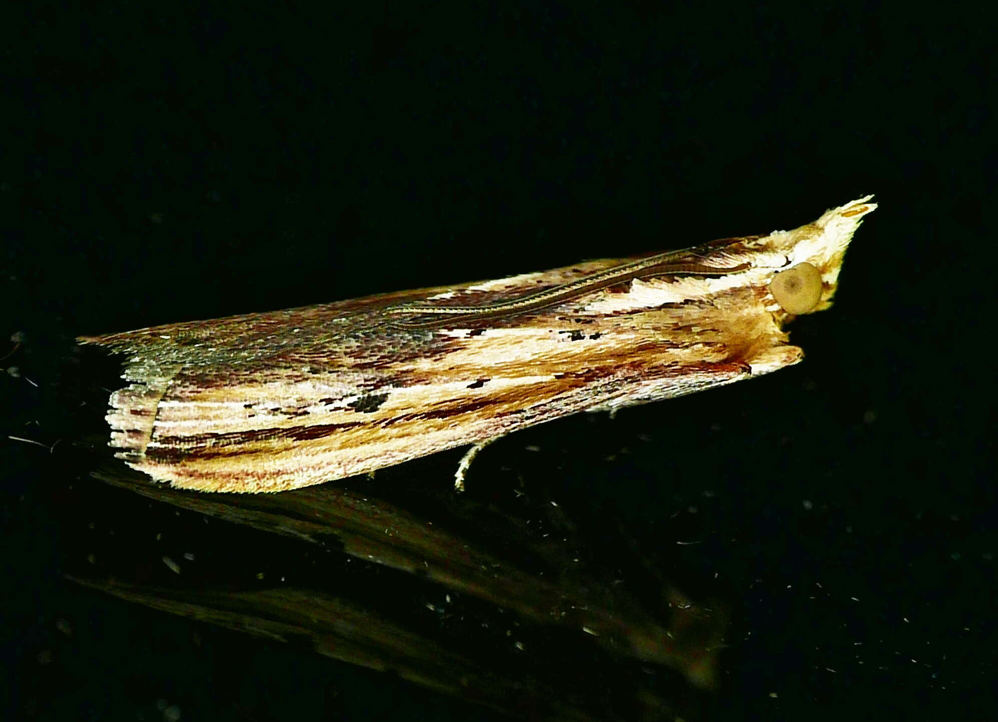 Ancylostomia resmi