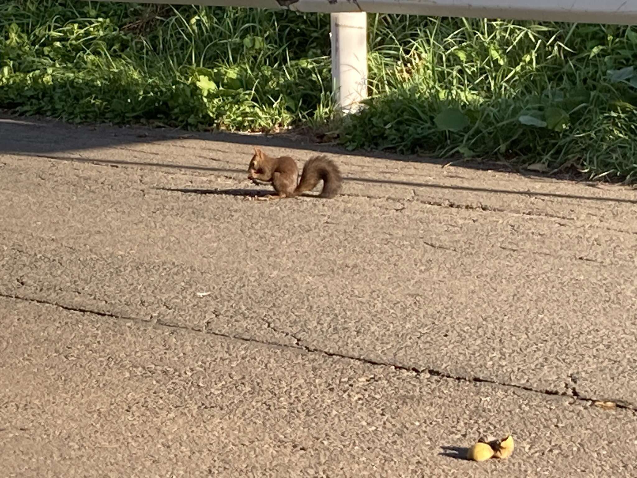 Слика од Sciurus vulgaris orientis Thomas 1906