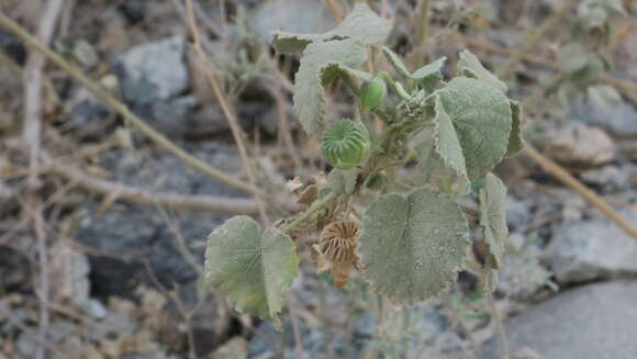 Imagem de Abutilon pannosum (Forst. fil.) Schltdl.