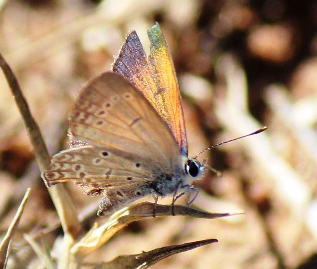 Imagem de Eicochrysops messapus mahallakoaena (Wallengren 1857)