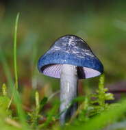 Image of Cortinarius rotundisporus Cleland & Cheel 1918