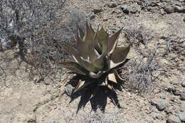 Sivun Agave sebastiana Greene kuva