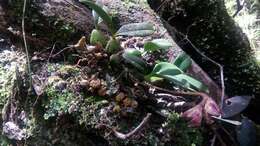 Image of Bulbophyllum molossus Rchb. fil.