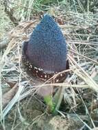 Image of Amorphophallus aphyllus (Hook.) Hutch.