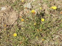 Image of Grindelia scorzonerifolia Hook. & Arn.