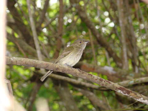 Image of Pale-bellied Neopelma