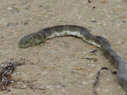 Image of Olive-headed or greater seasnake