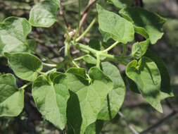 Image of Sonoran milkvine