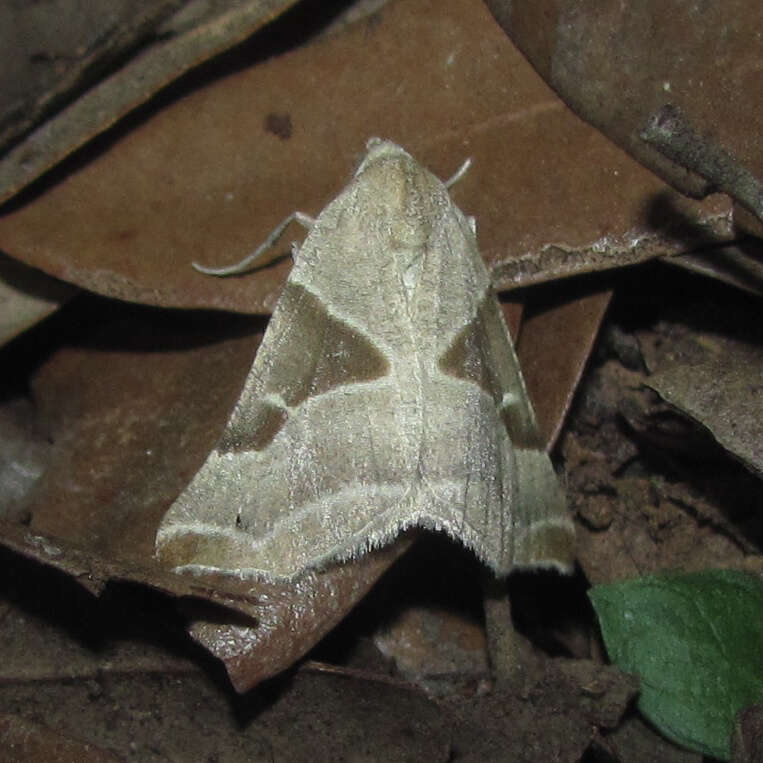 Image of Plataea blanchardaria Knudson 1986