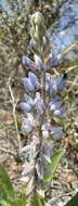 Image of sky-blue lupine