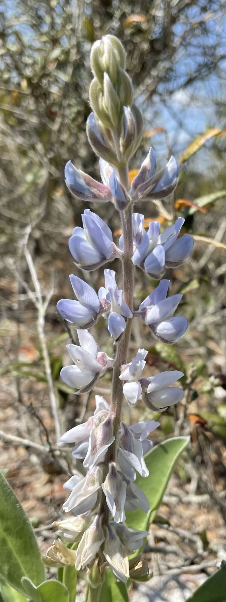 Image of sky-blue lupine