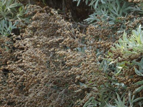 Image of Artemisia argentea L'Hér.