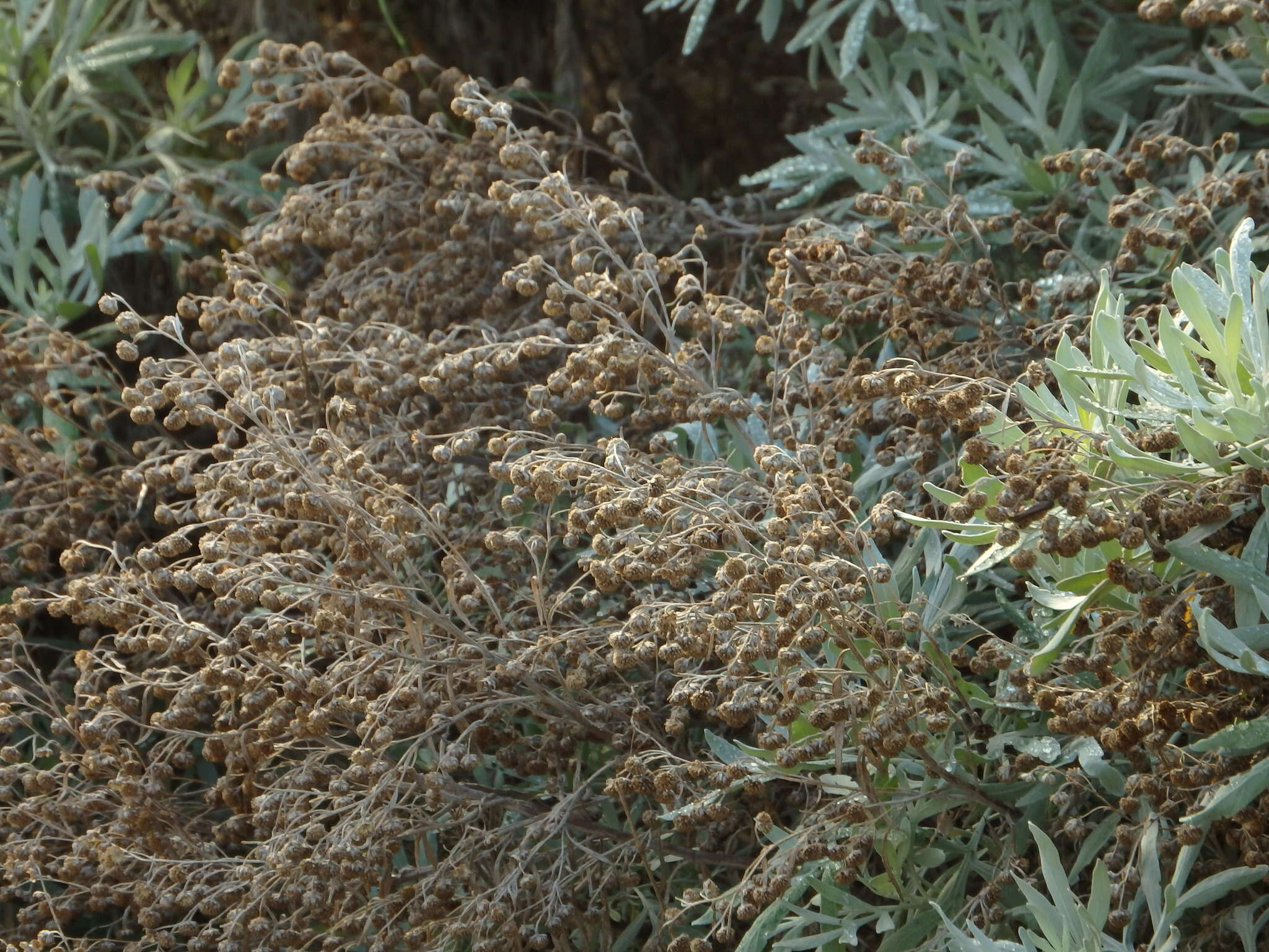 Слика од Artemisia argentea L'Hér.