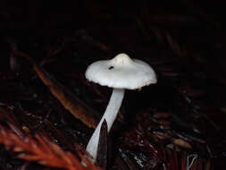 Image of Inocybe insinuata Kauffman 1924