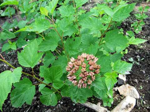 Physocarpus amurensis (Maxim.) Maxim.的圖片