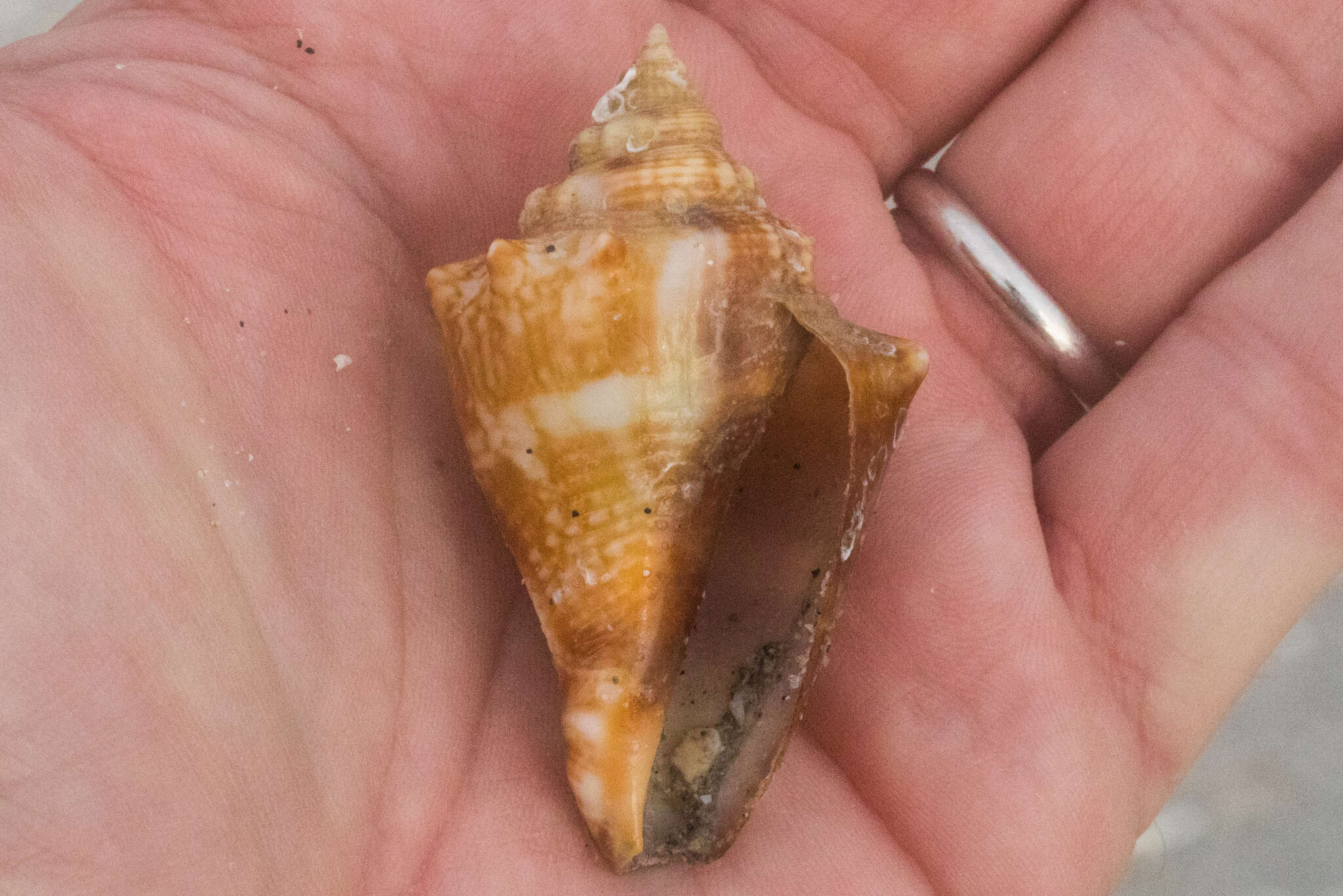 Image of Florida fighting conch