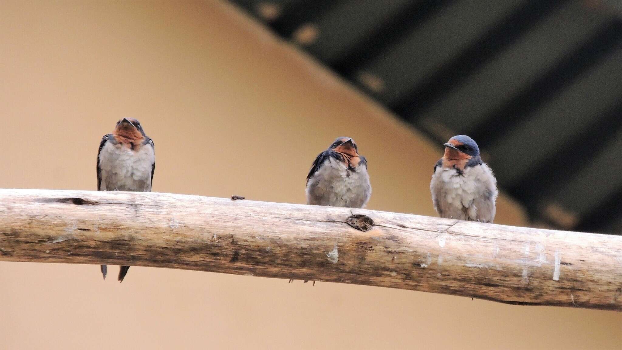 Image of Angola Swallow