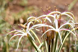 Image de Crinum buphanoides Welw. ex Baker