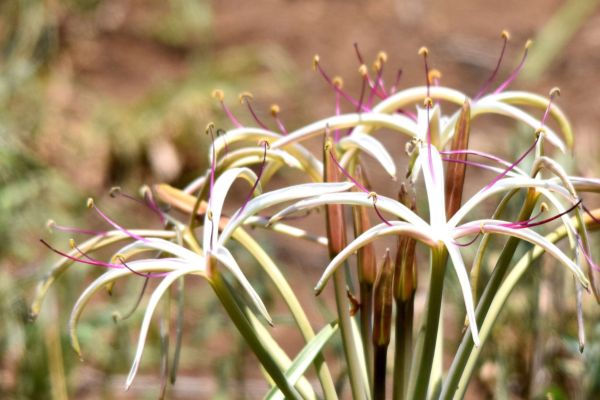 Image de Crinum buphanoides Welw. ex Baker