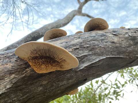 Image of Cellulariella warnieri (Durieu & Mont.) Zmitr. & Malysheva 2014