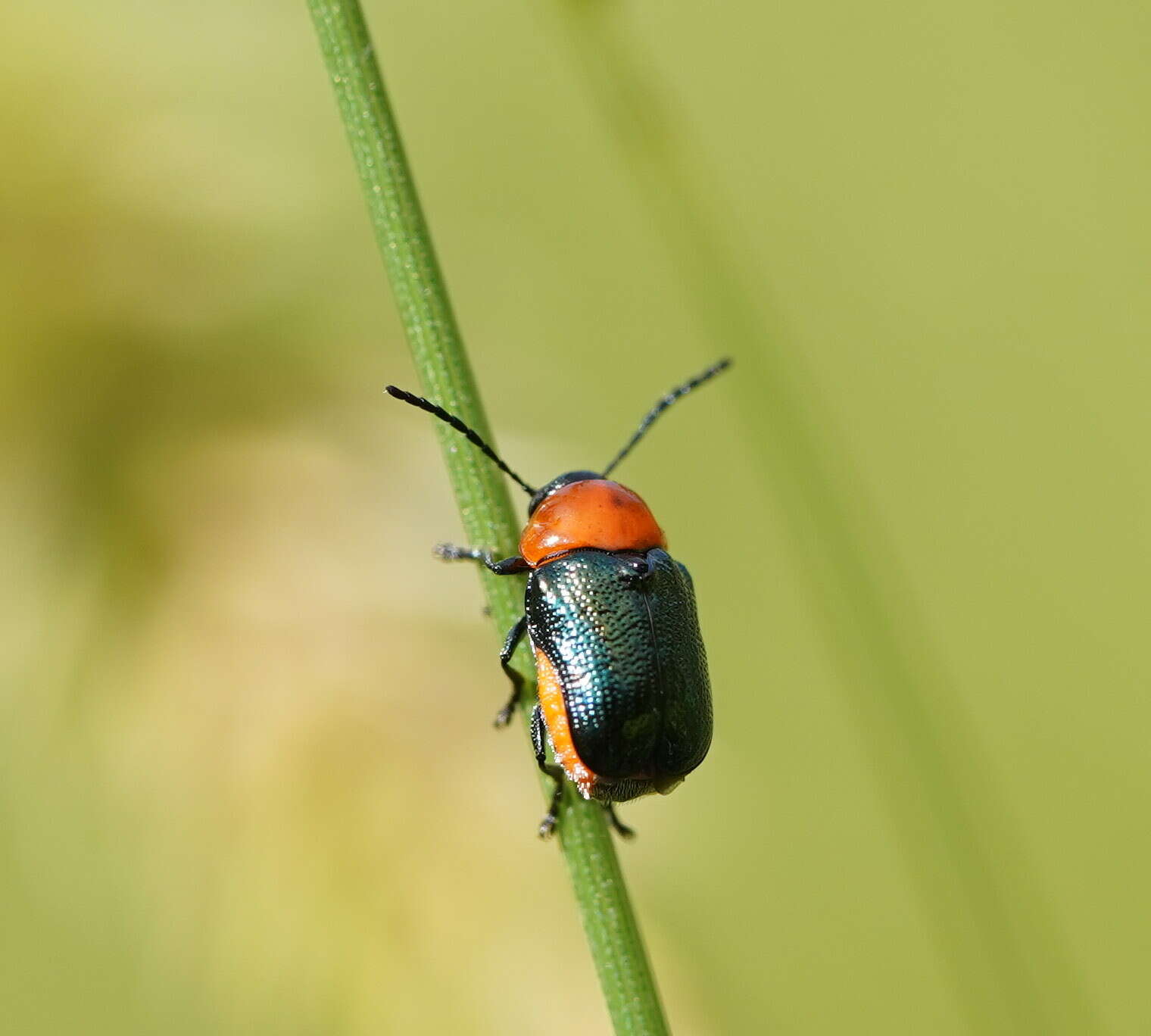 Imagem de <i>Aporocera viridipennis</i>