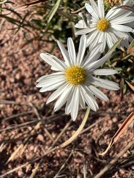 Image of Smooth White American-Aster