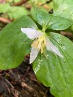 Image of Oettinger's trillium