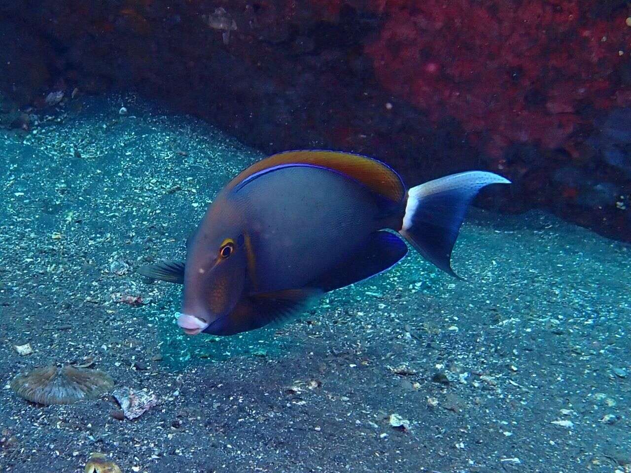 Image of Blackspot surgeonfish