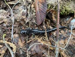 Image of Plethodon sequoyah Highton ex Highton, Maha & Maxson 1989