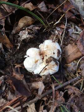 Image of Entoloma abortivum (Berk. & M. A. Curtis) Donk 1949