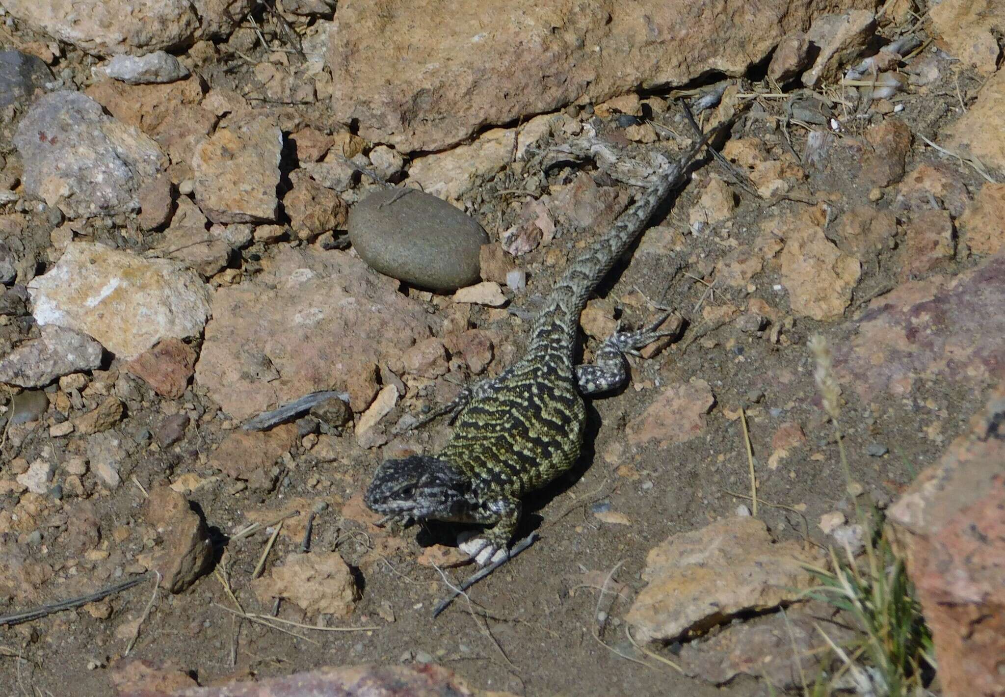 صورة Liolaemus archeforus Donoso-barros & Cei 1971