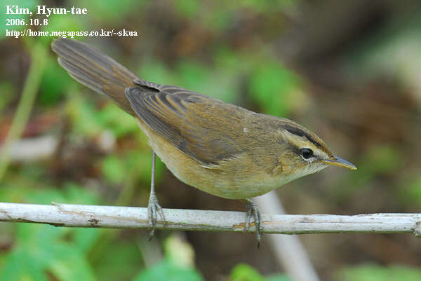 Image of Black-browed Reed Warbler