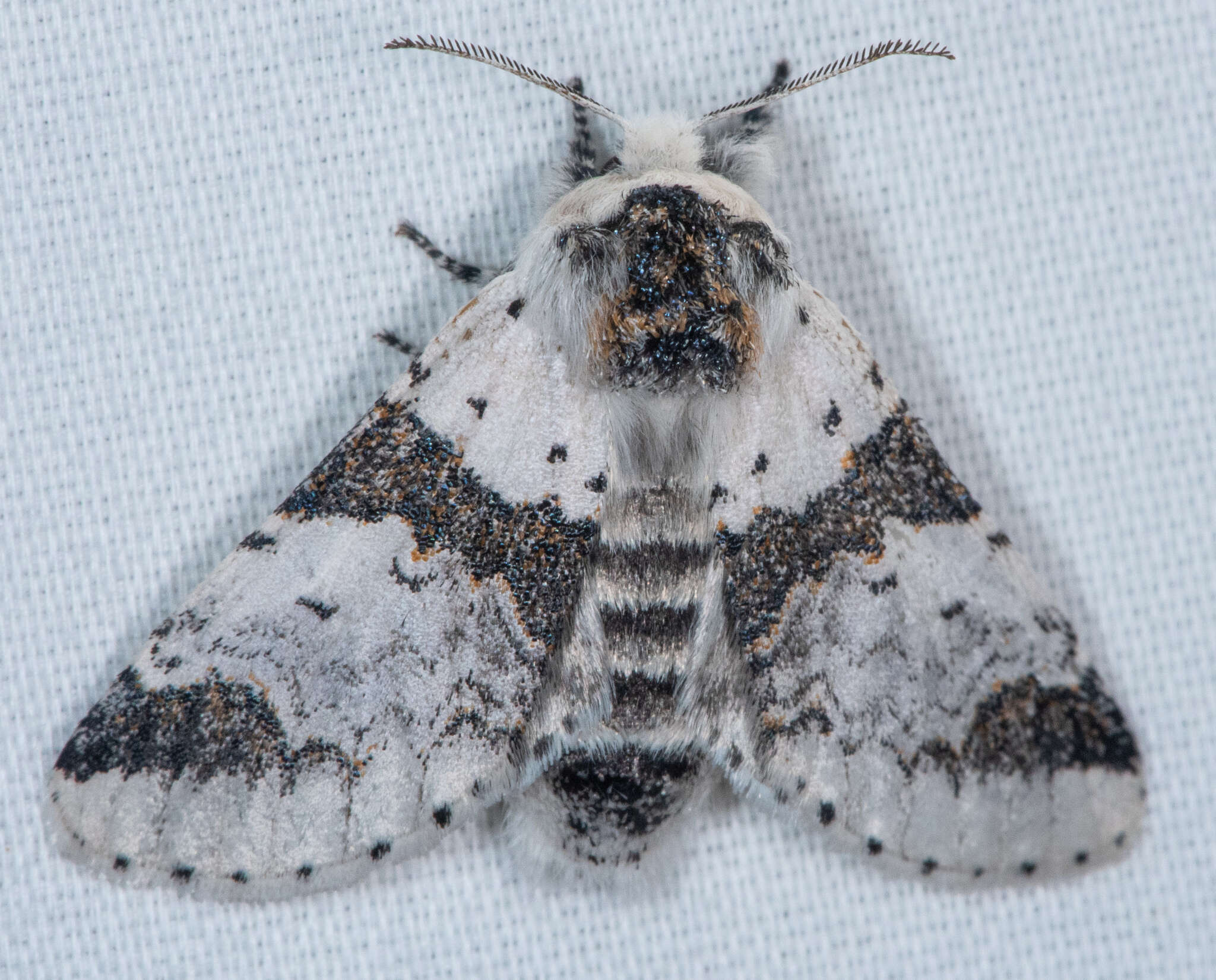 Image of Poplar Kitten