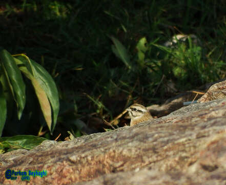 Image of European Rock Bunting